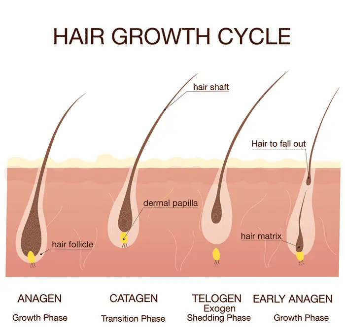 0hair-growth-shedding-cycle