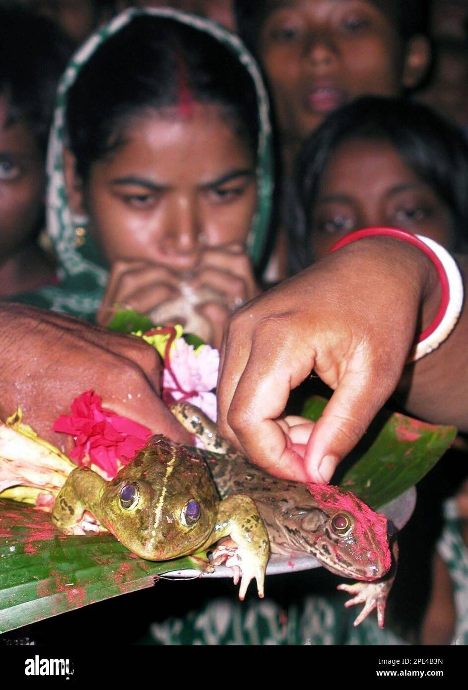 a-woman-puts-vermilion-on-a-female-frog-sitting-beside-a-male-frog-during-a-marriage-ceremony-of-frogs-at-khochakandar-village-in-the-eastern-indian-state-of-west-bengal-sunday-june-5-2005-according-to-indian-mythology-the-ma