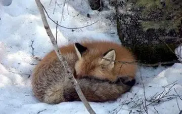 تلاش دانشمندان برای کشف راز خواب زمستانی حیوانات+فیلم