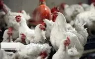 قیمت تمام‌شده مرغ زنده کیلویی ۱۲ هزارتومان است
