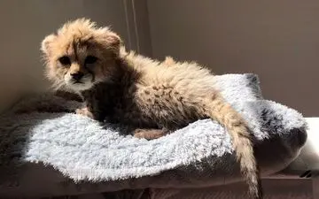 آخرین وضعیت "پیروز" تنها یادگار "ایران" و "فیروز" 