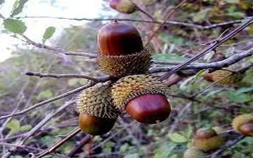 ‍

کاشت ۲ هزار اصله نهال بومی زاگرس در شهر کرمانشاه



 