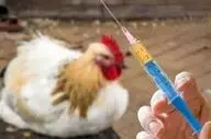 شیوع آنفولانزای پرندگان در استرالیا 