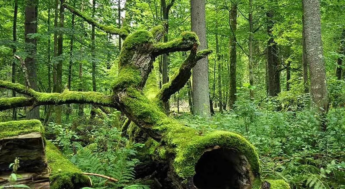 جنگل بیالوویزا، آخرین جنگل کهن در اروپا