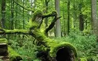 جنگل بیالوویزا، آخرین جنگل کهن در اروپا