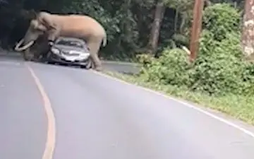 حمله فیل عصبانی به یک خودرو هنگام عبور از جاده
