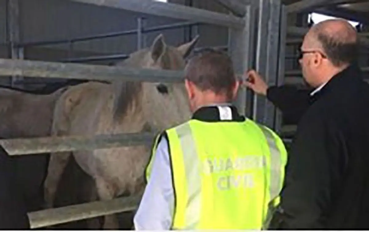 دستگیری عاملان فروش گوشت اسب