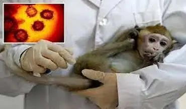 آخرین وضعیت شیوع آبله میمون 