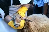 توصیه‌های بهداشتی دانشگاه علوم پزشکی برای ذبح دام در عید قربان