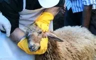 توصیه‌های بهداشتی دانشگاه علوم پزشکی برای ذبح دام در عید قربان