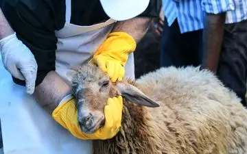 توصیه‌های بهداشتی دانشگاه علوم پزشکی برای ذبح دام در عید قربان