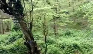 طبیعت بکر و چشم‌نواز جنگل‌های هیرکانی + فیلم 