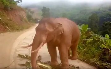 فیل گرسنه ای که مهمان ناخوانده هتل شد+فیلم