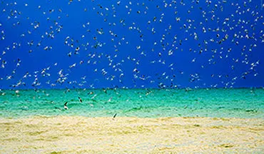 دوستی پرنده‌های دریایی و مردم در سواحل خلیج فارس + فیلم 