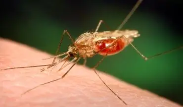 اطلاعات کامل در مورد مالاریا 
