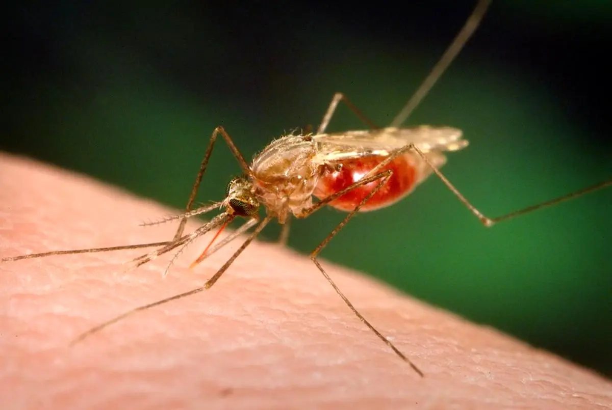 اطلاعات کامل در مورد مالاریا 
