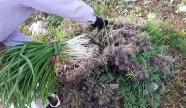 شک؛ سبزی کوهیِ بومی لرستان با طبع گرم برای تسکین دردهای مفصلی و رماتیسم