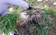 شک؛ سبزی کوهیِ بومی لرستان با طبع گرم برای تسکین دردهای مفصلی و رماتیسم