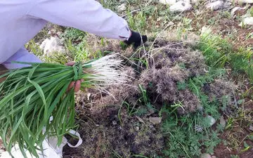 شک؛ سبزی کوهیِ بومی لرستان با طبع گرم برای تسکین دردهای مفصلی و رماتیسم