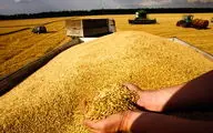 خبر خوش کشاورزان؛ واریز مطالبات گندمکاران شتاب گرفت