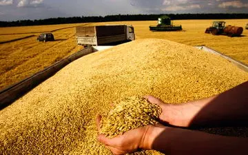 خبر خوش کشاورزان؛ واریز مطالبات گندمکاران شتاب گرفت