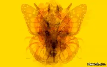 این تست شخصیت فوق‌العاده است| 9 حیوان در یک تصویر| اولین حیوانی که می‌بینید نشان دهنده شخصیت شماست! 
