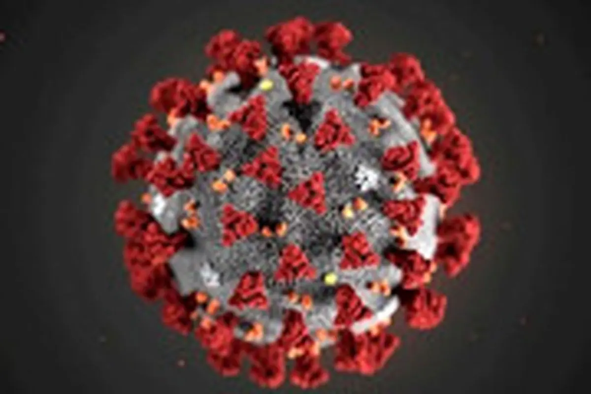 خبر خوشحال کننده؛ بهبود ۱۷۵ نفر از مبتلایان به ویروس کرونا