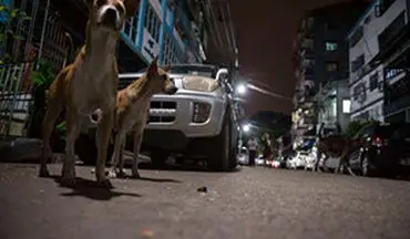 نیت بد مرد حیوان آزار به خودش بازگشت + فیلم 