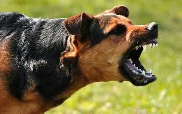 حمله سگ وحشی به یک مرد در حیاط خانه