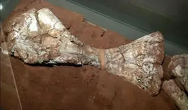 کشف فسیل بزرگترین گونه دایناسور در آرژانتین + فیلم