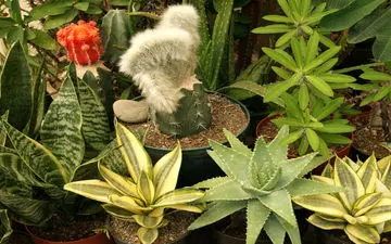 پیرترین کاکتوس خاورمیانه در کجا قرار دارد؟ + تصاویر 