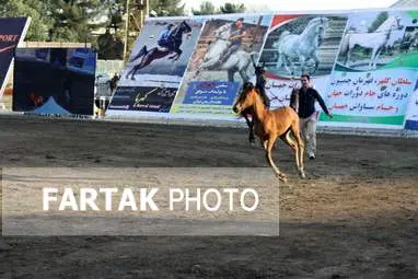  چهارمین جشنواره ملی زیبایی‌های اسب (تاق‌بستان)  جشنواره اسب اصیل کُرد