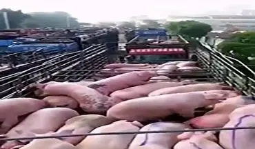 زنده سوزاندن خوک‌ها در چین برای مقابله با تب خوکی آفریقایی