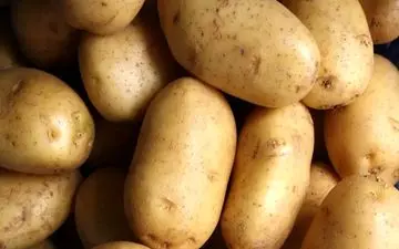 راز گرانی سیب زمینی لو رفت

