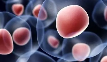  شناسایی نوعی سلول ایمنی که می‌تواند راز طول عمر انسان باشد