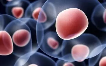  شناسایی نوعی سلول ایمنی که می‌تواند راز طول عمر انسان باشد