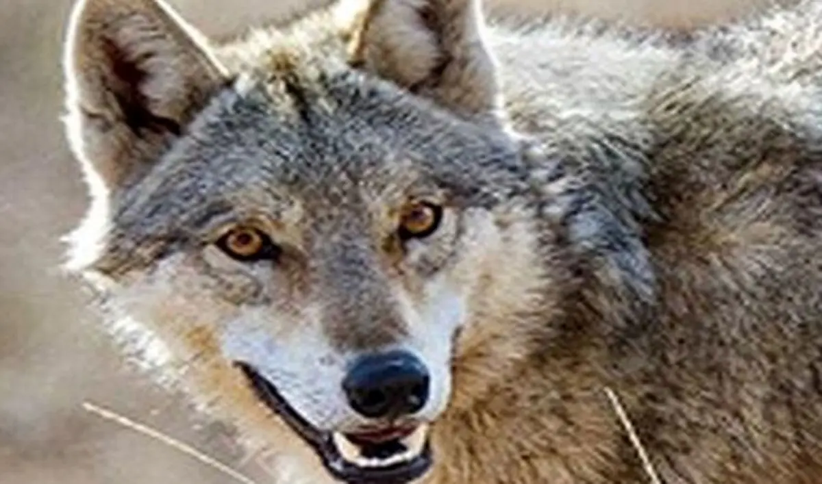 حمله ترسناک گرگ های گرسنه در نایین/همه در ترس و وحشت!