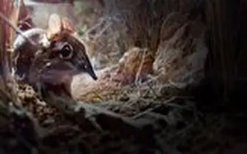 تعقیب و گریز حیوانات، به سبک مسابقات اتومبیلرانی!