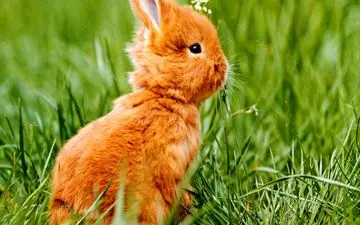 با اصول و شرایط نگهداری خرگوش در خانه آشنا شوید | باید ها و نباید های نگهداری خرگوش