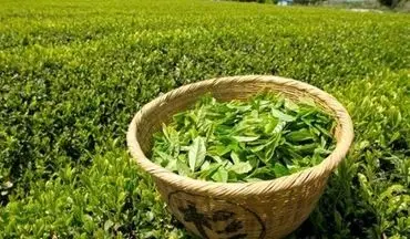  افزایش ۴ درصدی قیمت خرید تضمینی چای در سال جاری