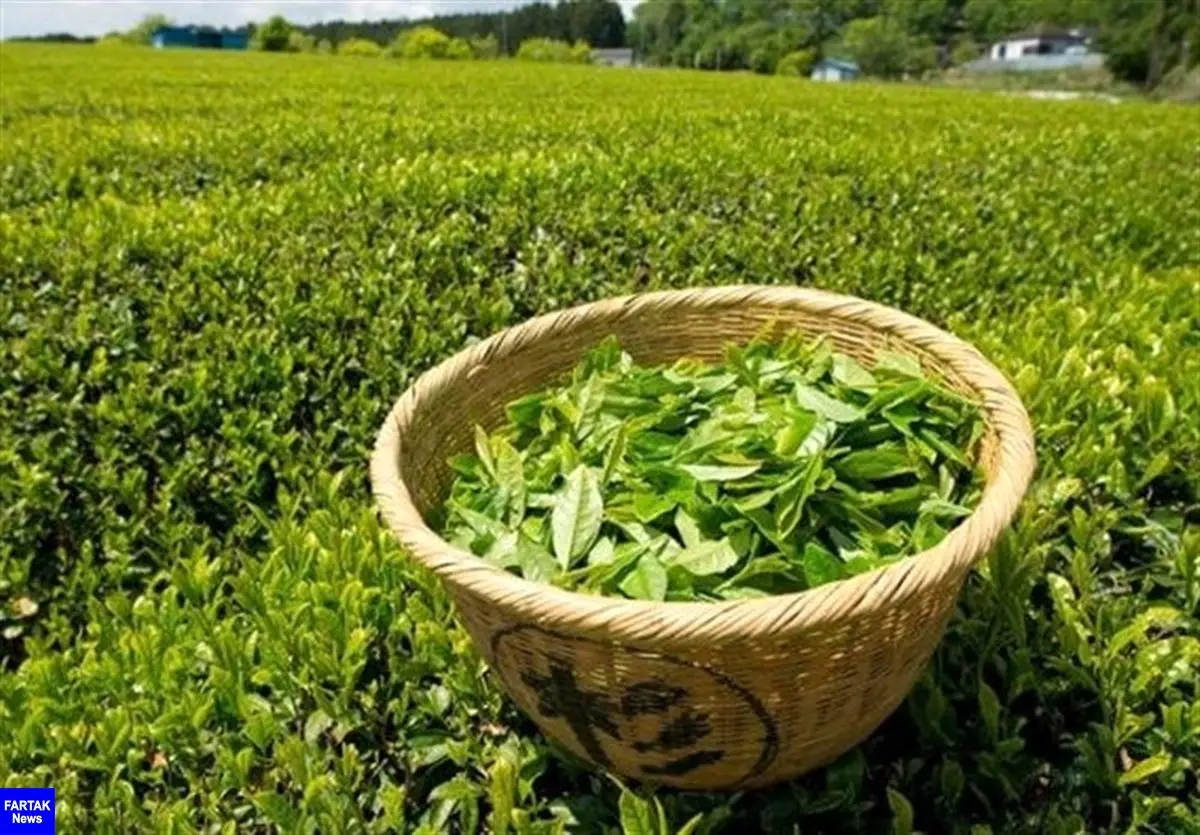  افزایش ۴ درصدی قیمت خرید تضمینی چای در سال جاری