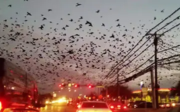 حمله‌ور شدن هزاران پرنده به یک شهر + فیلم