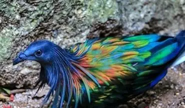 زیبا ترین کبوتر جهان(عکس)