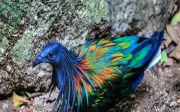 زیبا ترین کبوتر جهان(عکس)