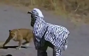 عاقبت رفتن به قلمروی حیوانات با لباس گورخر + فیلم 