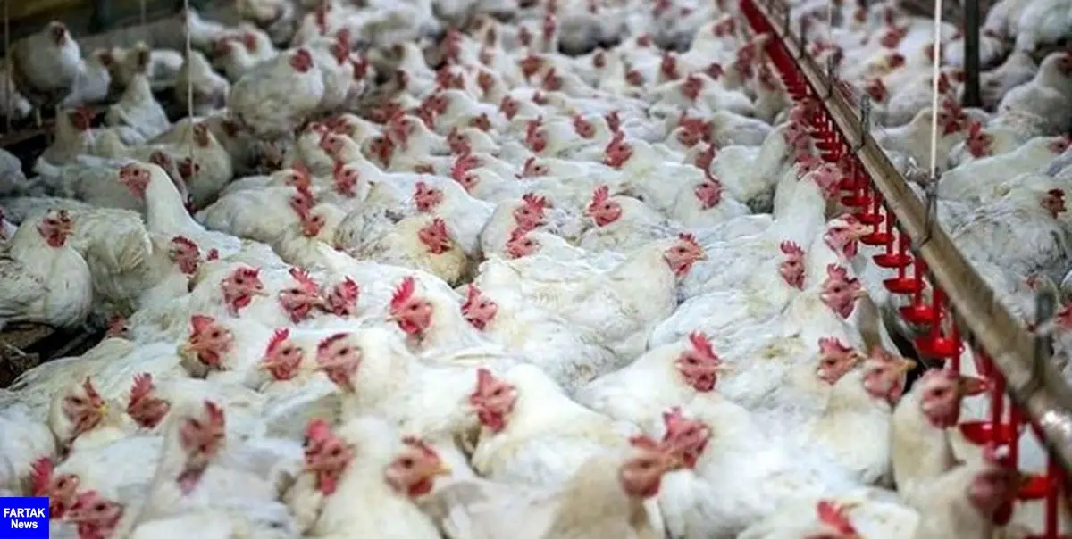 کشف مرغ‌های 400 میلیونی قاچاق در یزد