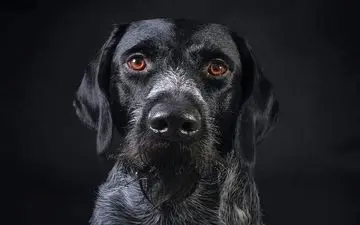 چرا چشم سگ‌ها در تاریکی می‌درخشد؟ حقیقتی که کمتر می‌دانید