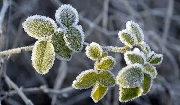 هشدار برای ۲۵ استان کشور: یخبندان در راه است! +اسامی