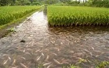 قفس‌هایی در دل شالیزار برای پرورش ماهی