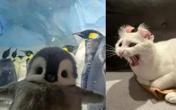 تصاویری از حیوانات که لبخند را بر لب شما می‌آورند